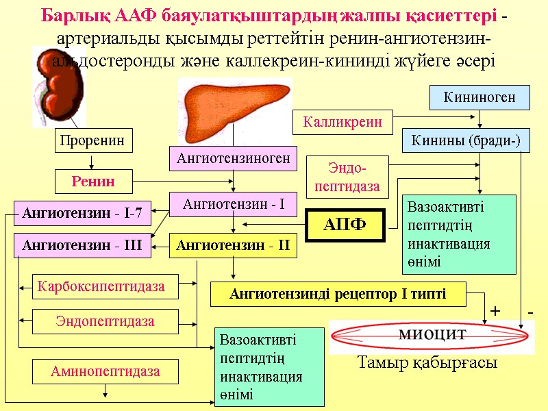 Проренин Ренин Ангиотензиноген Ангиотензин - I Ангиотензин - II Ангиотензинді рецептор I типті Ангиотензин